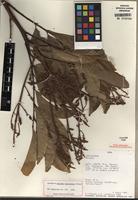 Holotype of Matayba macrocarpa Gereau [family SAPINDACEAE]