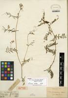 Type of Vicia palaestina Boiss. [family FABACEAE]