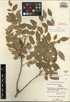 Isotype of Ateleia popenoei Correll [family FABACEAE]
