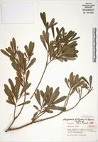 Isotype of Nesogordonia pachyneura Capuron ex L.C. Barnett [family STERCULIACEAE]