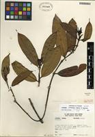 Isotype of Faramea jefensis Dwyer & M.V. Hayden [family RUBIACEAE]