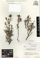 Isotype of Castilleja grisea Dunkle [family OROBANCHACEAE]