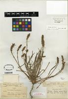 Type of Plantago erecta E. Morris [family PLANTAGINACEAE]