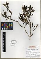 Isotype of Coprosma oliveri Fosberg [family RUBIACEAE]