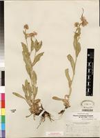Isotype of Erigeron uintahensis Cronquist [family ASTERACEAE]