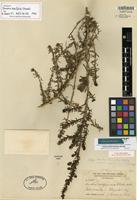 Isotype of Suaeda taxifolia (Standl.) Standl. [family AMARANTHACEAE]
