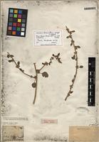 Isolectotype of Amaranthus greggii S. Watson [family AMARANTHACEAE]