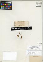 Isotype of Juncus procerus E. Mey. [family JUNCACEAE]