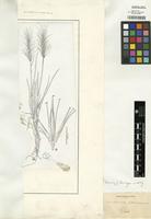 Lectotype of Hordeum comosum J. Presl [family POACEAE]