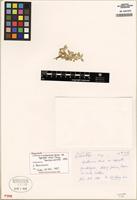 Isolectotype of Guilleminea densa var. aggregata Uline & W.L. Bray [family AMARANTHACEAE]