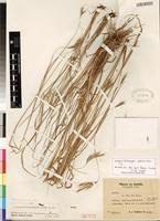 Isotype of Andropogon chinensis (Nees) Merr. [family POACEAE]