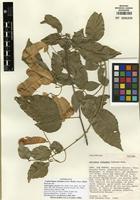 Isotype of Lophostigma schunkei (Acev.-Rodr.) Acev.-Rodr. [family SAPINDACEAE]
