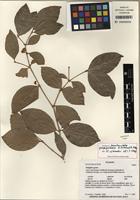 Isotype of Acanthocladus guayaquilensis B. Eriksen & B. Ståhl [family POLYGALACEAE]