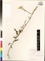 Isotype of Lestibudesia caffra C.F.W. Meissn. [family AMARANTHACEAE]