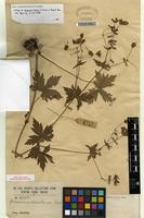 Isotype of Geranium eriostemon Fisch. ex DC. [family GERANIACEAE]