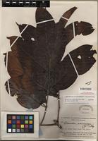 Holotype of Banisteriopsis brevipedicellata B. Gates [family MALPIGHIACEAE]