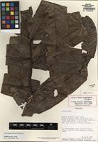 Holotype of Talisia nervosa Radlk. [family SAPINDACEAE]