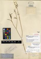 Syntype of Euphorbia cyathophora Murray [family EUPHORBIACEAE]
