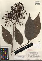 Isotype of Matayba longipes Radlk. [family SAPINDACEAE]