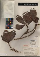 Type of Wallacea riparia Gleason & A.C. Sm. [family OCHNACEAE]