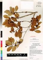 Isotype of Scolopia maoulidae S. Hul, Labat&O. Pascal [family FLACOURTIACEAE]
