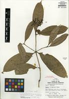 Holotype of Faramea lehmannii Standl. [family RUBIACEAE]
