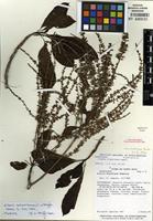 Isotype of Alseis costaricensis C.M. Taylor [family RUBIACEAE]
