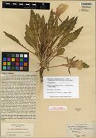 Isolectotype of Oenothera cespitosa subsp. marginata (Nutt. ex Hook. & Arn.) Munz [family ONAGRACEAE]