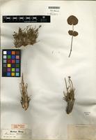Type of Peucedanum hystrix Bunge ex Ledeb. [family APIACEAE]