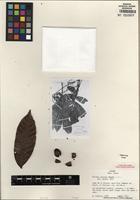 Holotype of Talisia nervosa Radlk. [family SAPINDACEAE]