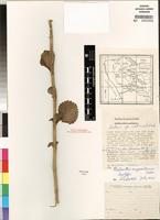 Isotype of Plectranthus unguentarius Codd [family LAMIACEAE]