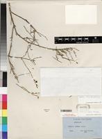 Isotype of Justicia odora (Forssk.) Lam. [family ACANTHACEAE]