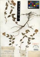 Type of Monardella odoratissima subsp. glauca Epling [family LAMIACEAE]