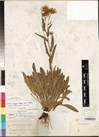 Isotype of Erigeron subtrinervis subsp. typicus Cronquist [family ASTERACEAE]
