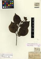 Isotype of Ichnocarpus serpyllifolius (Blume) P.I. Forst. [family APOCYNACEAE]