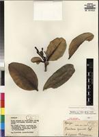 Isotype of Tabernaemontana humblotii (Baill.) Pichon [family APOCYNACEAE]