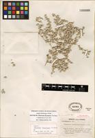 Isotype of Tidestromia rhizomatosa I.M. Johnst. [family AMARANTHACEAE]