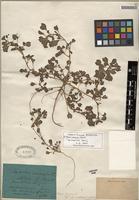 Isotype of Amaranthus acutilobus Uline & W.L. Bray [family AMARANTHACEAE]