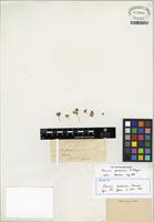 Isotype of Juncus procerus E. Mey. [family JUNCACEAE]