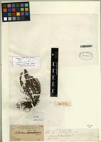 Isotype of Argyrochosma palmeri (Baker) Windham [family PTERIDACEAE]