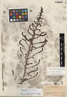 Isotype of Suaeda tampicensis (Standl.) Standl. [family AMARANTHACEAE]