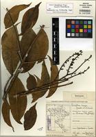 Isotype of Schefflera trungii Grushv. & Skvortsova [family ARALIACEAE]