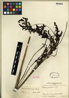 Type of Gahnia baniensis Benl [family CYPERACEAE]