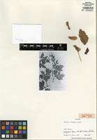 Type of Serjania columbiana Radlk. [family SAPINDACEAE]