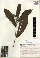 Holotype of Cordia hatschbachii J.S. Mill. [family BORAGINACEAE]