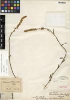 Isolectotype of Chamissoa acuminata Mart. [family AMARANTHACEAE]