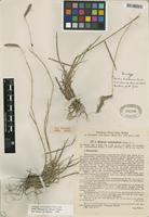 Isosyntype of Hordeum brevisubulatum subsp. turkestanicum Tzvelev [family POACEAE]