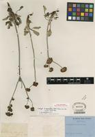 Isotype of Eriogonum latifolium Sm. [family POLYGONACEAE]