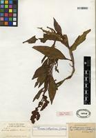 Isotype of Rumex altissimus subsp. ellipticus (Greene) Á. Löve [family POLYGONACEAE]