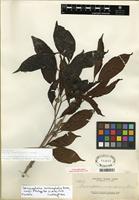 Isotype of Nauclea subdita (Korth.) Steud. [family RUBIACEAE]